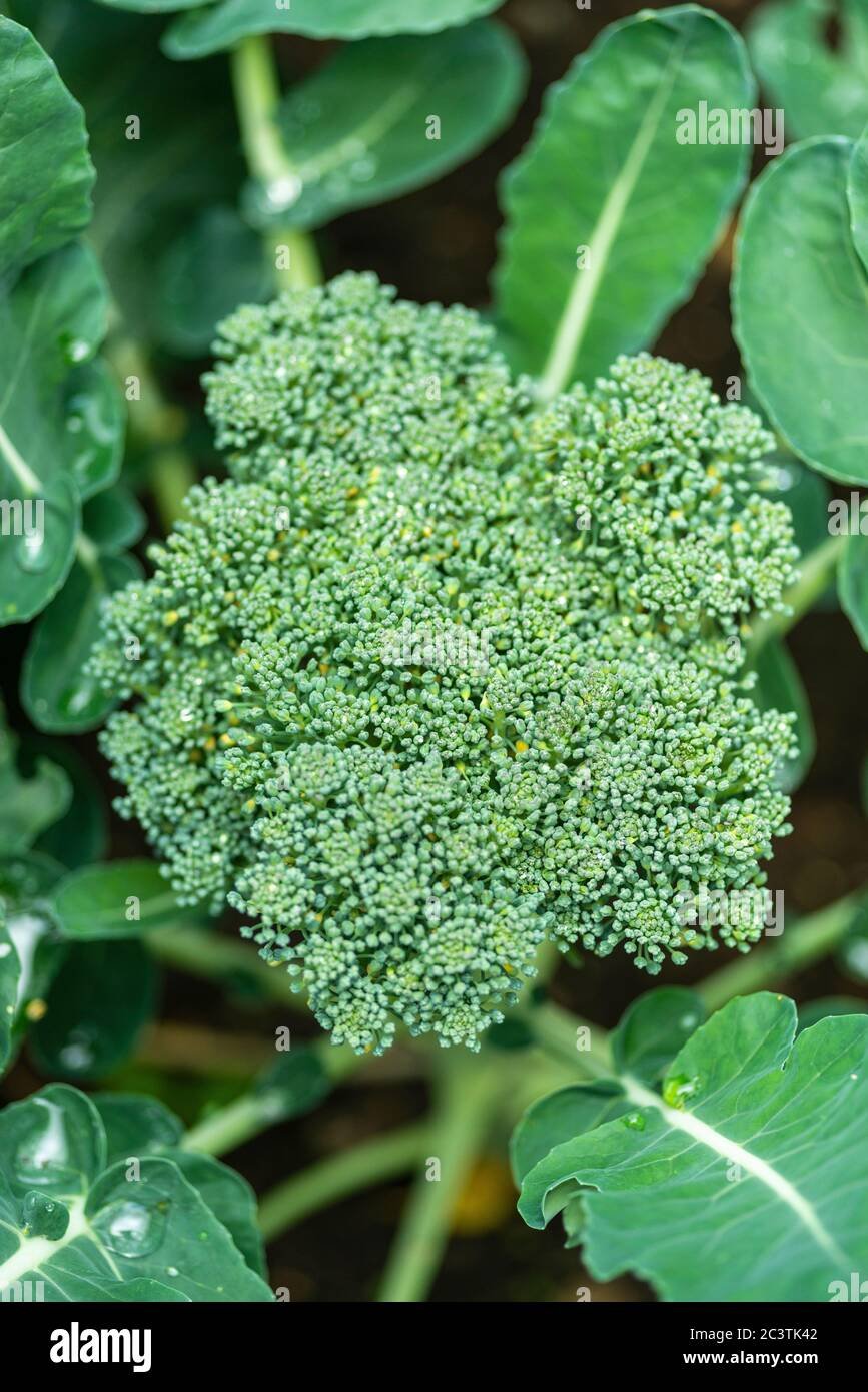 Broccoli imported image