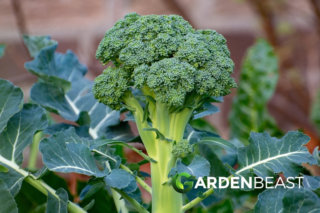Broccoli imported image