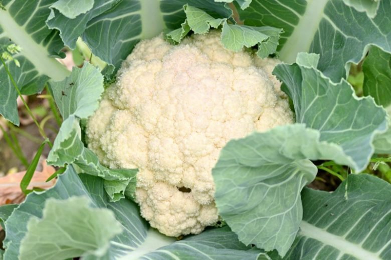 Cauliflower