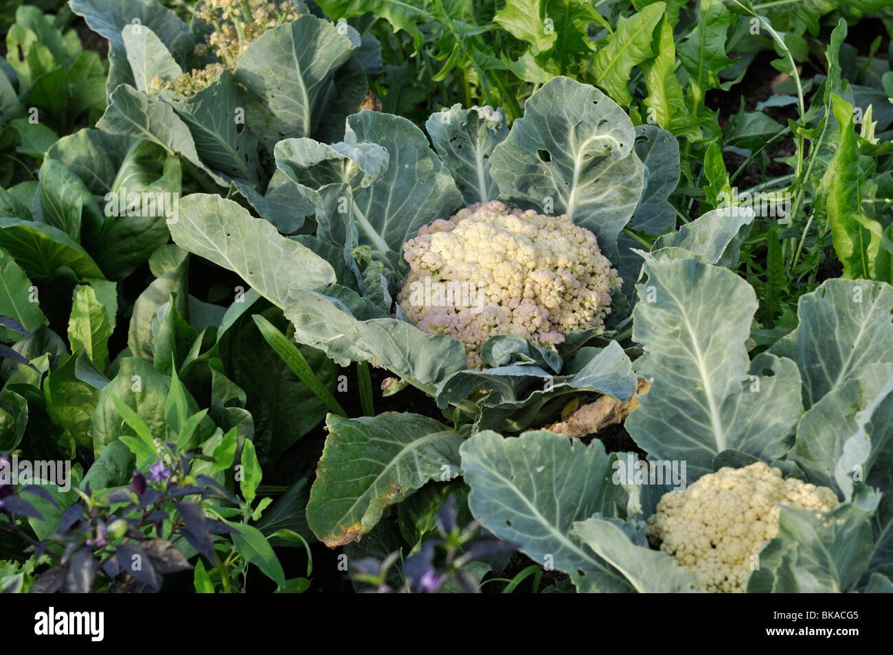 Cauliflower imported image