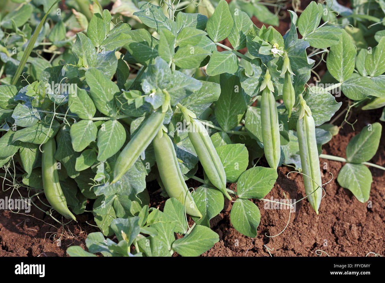 Green Pea imported image