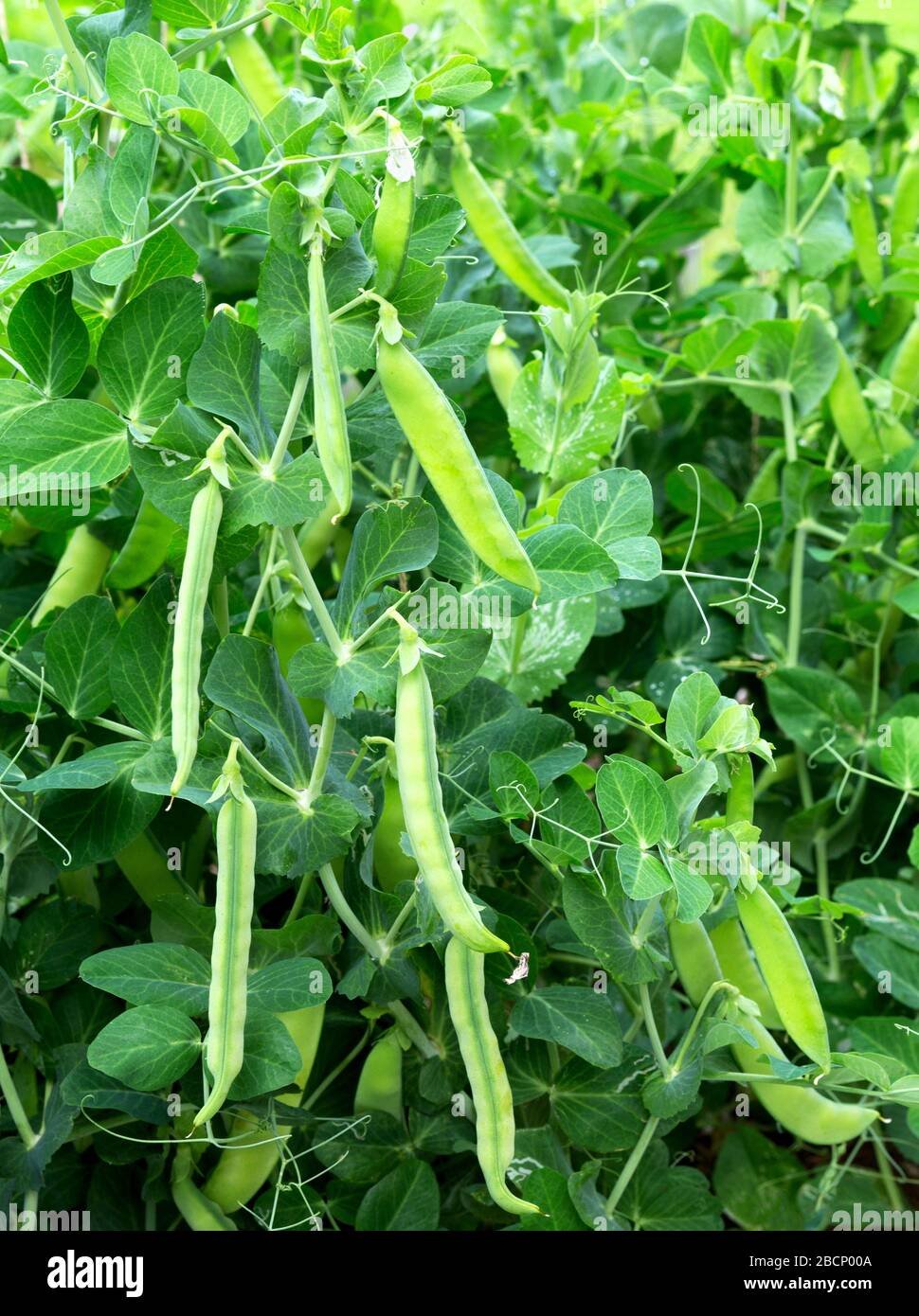 Green Pea imported image