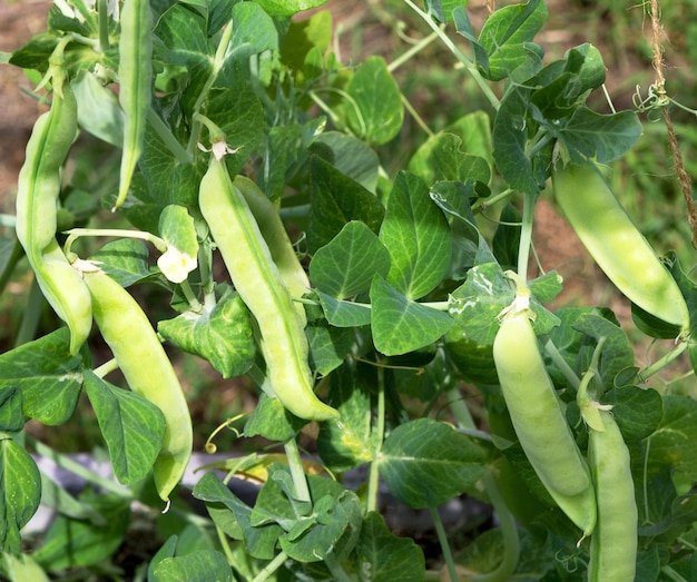 Green Pea imported image