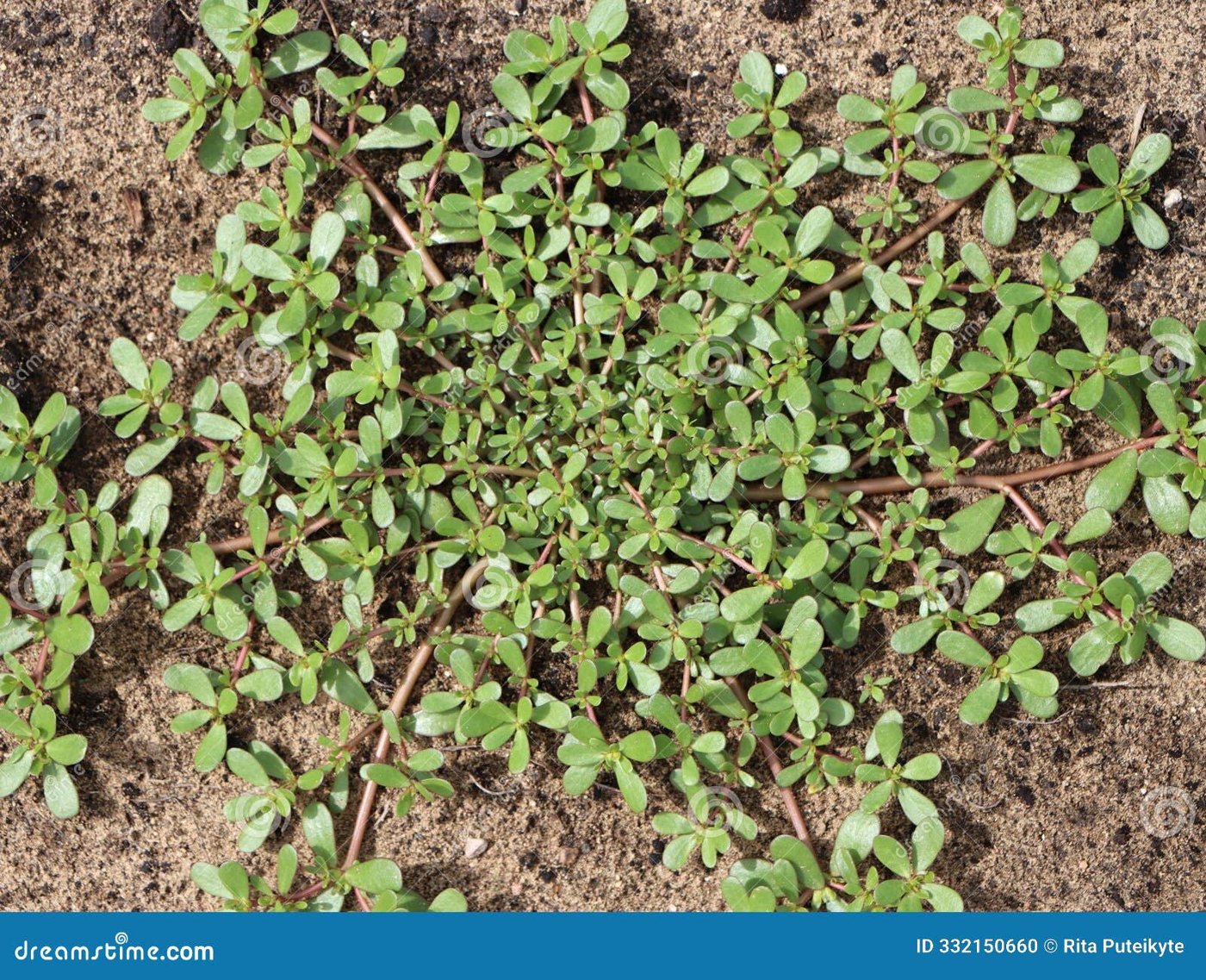 Purslane imported image