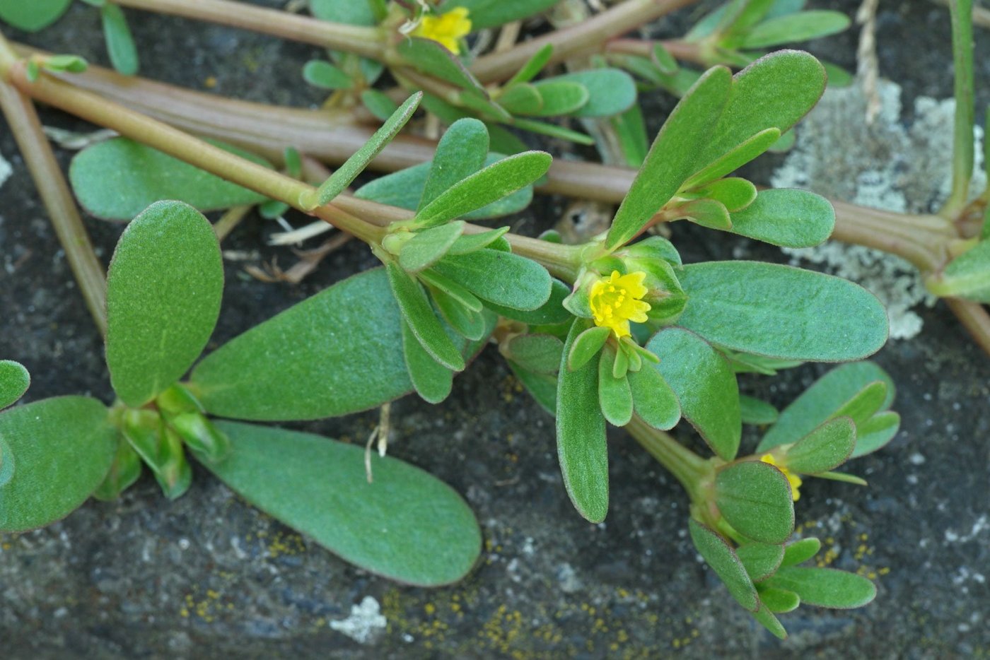 Purslane imported image