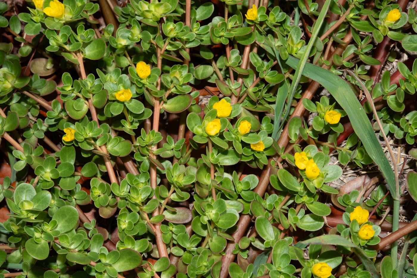 Purslane imported image