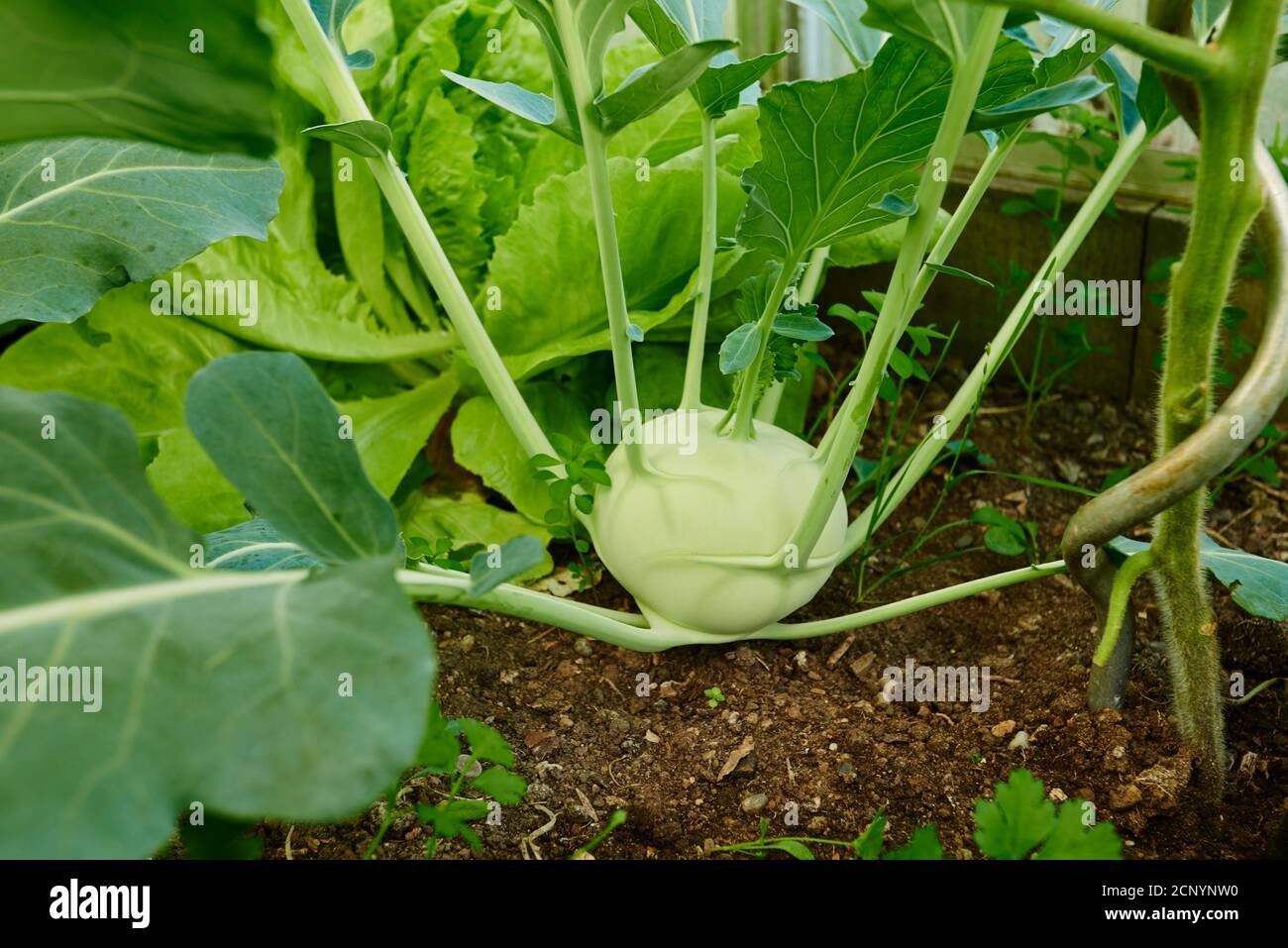 Kohlrabi imported image