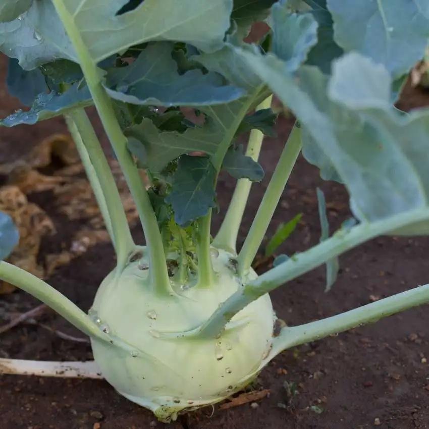 Kohlrabi imported image
