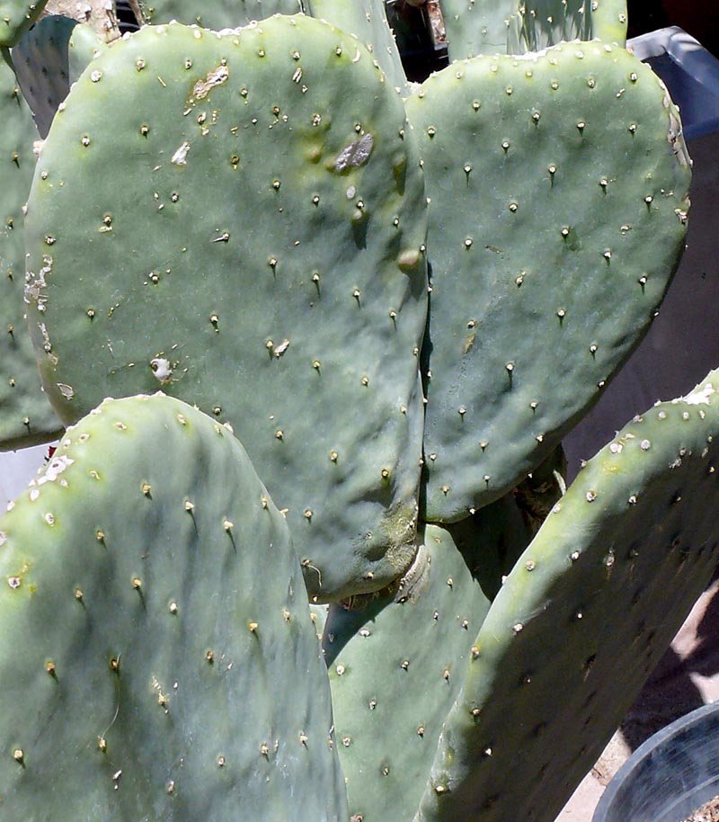 Spineless Cactus imported image