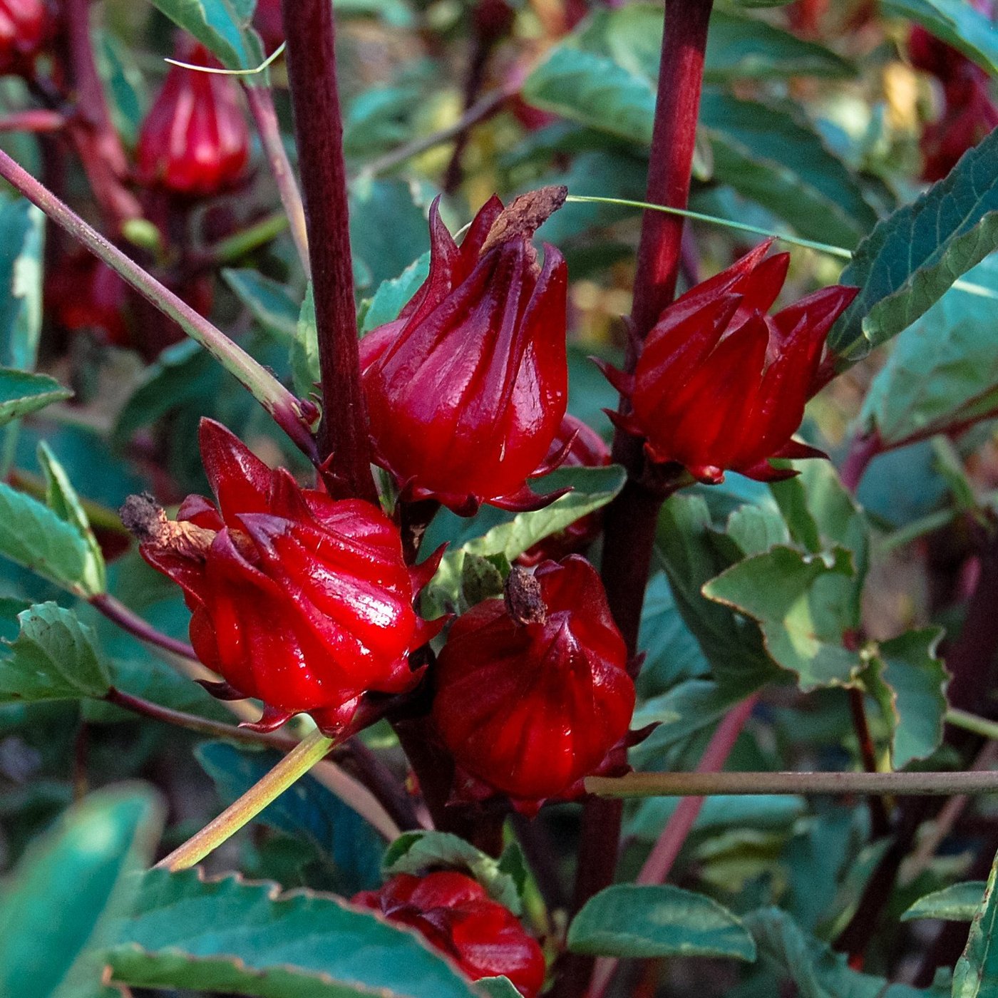 Roselle imported image
