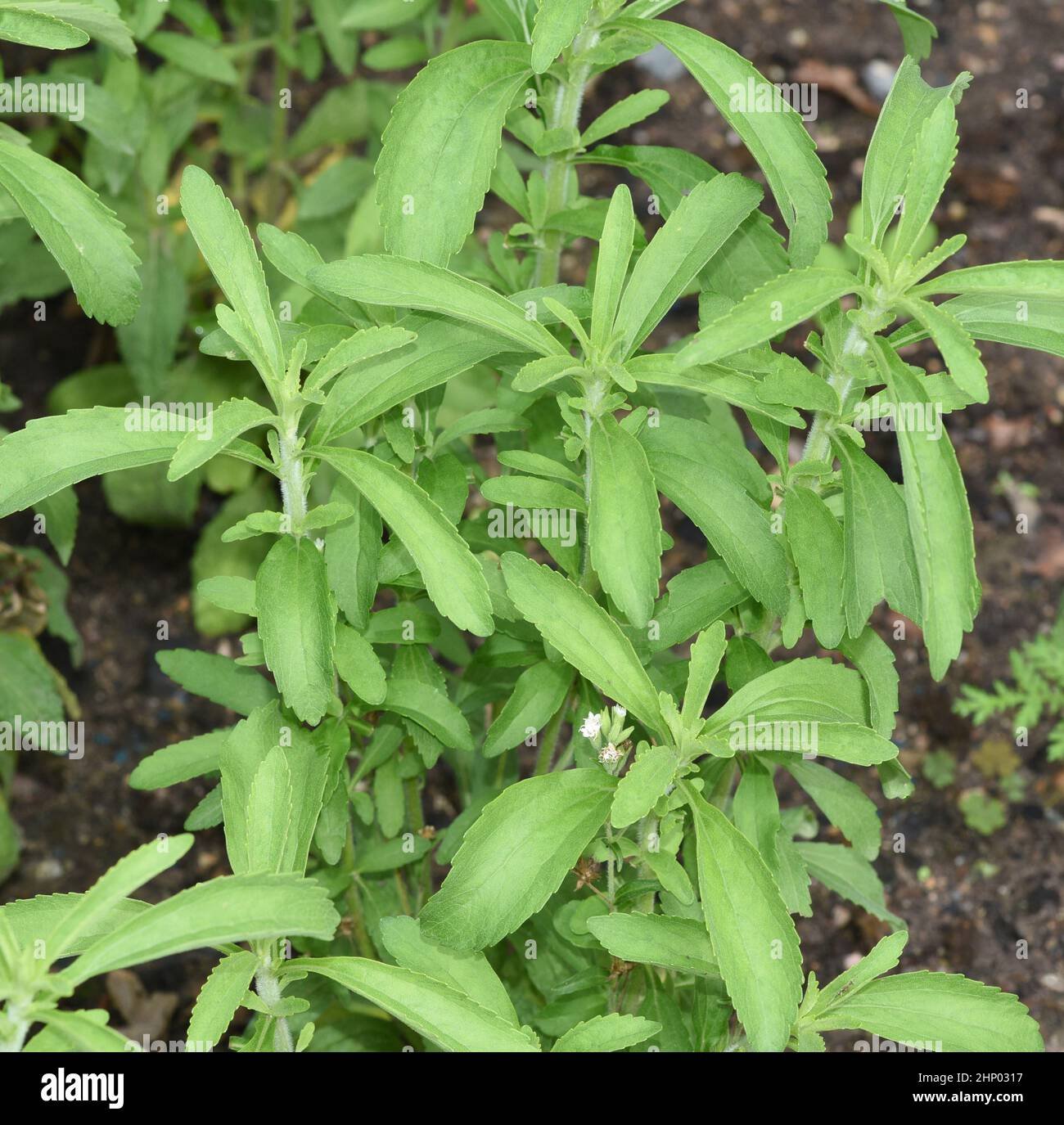 Stevia