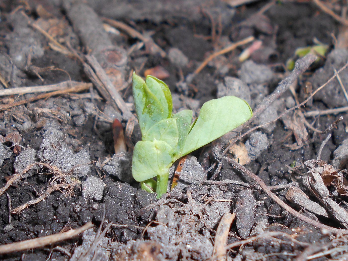 Snow peas imported image