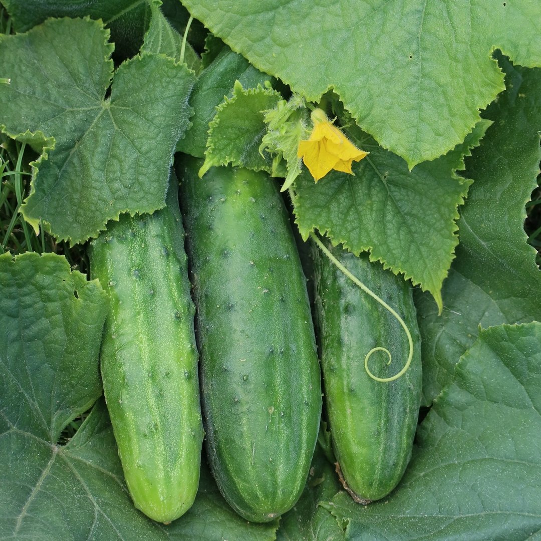 Cucumber imported image
