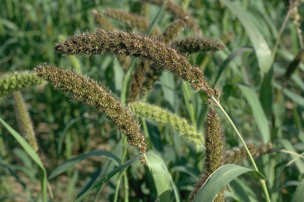 Foxtail Millet imported image