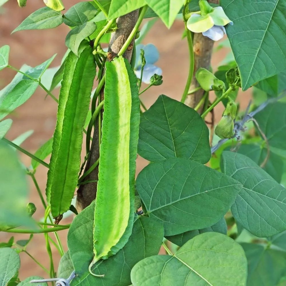 Winged bean (Psophocarpus tetragonolobus) imported image