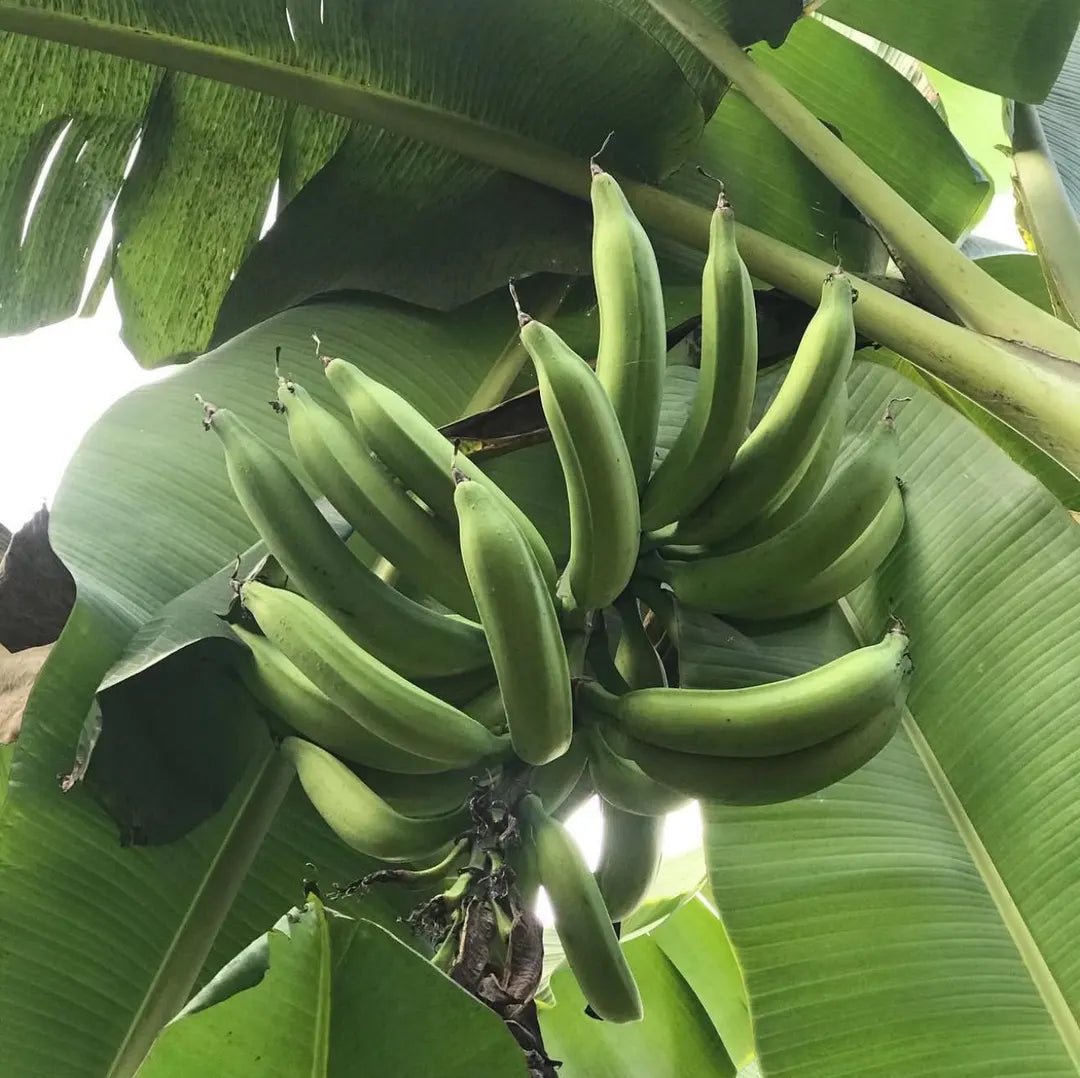 East African highland banana (matoke) imported image