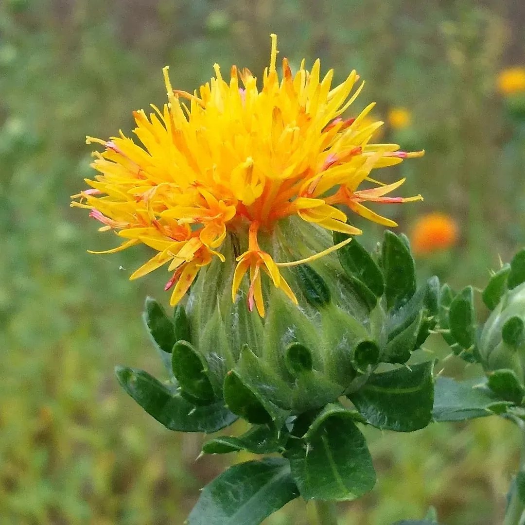 Safflower imported image
