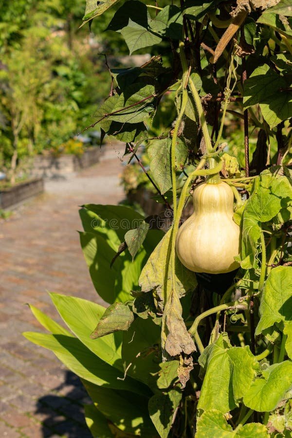 Pumpkin imported image