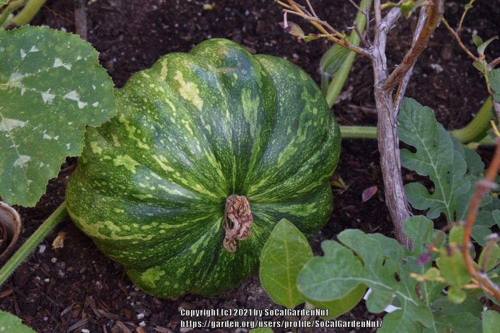 Pumpkin imported image