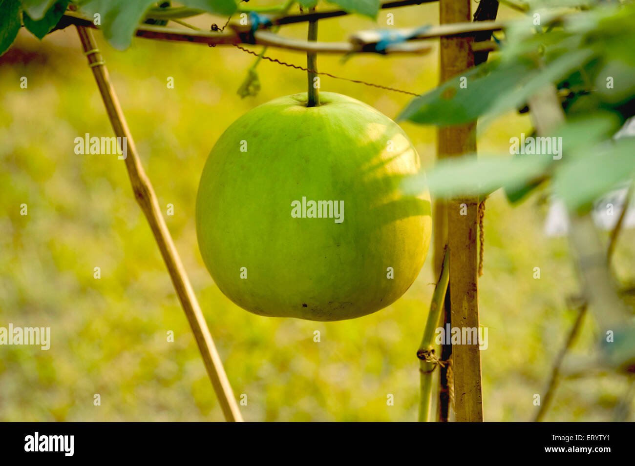 Bottle gourd imported image