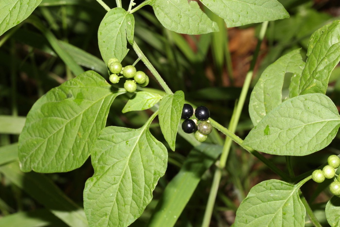 African nightshade imported image