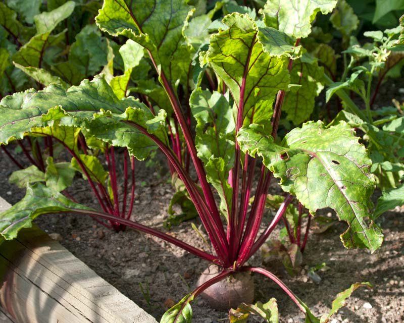 Beetroot imported image