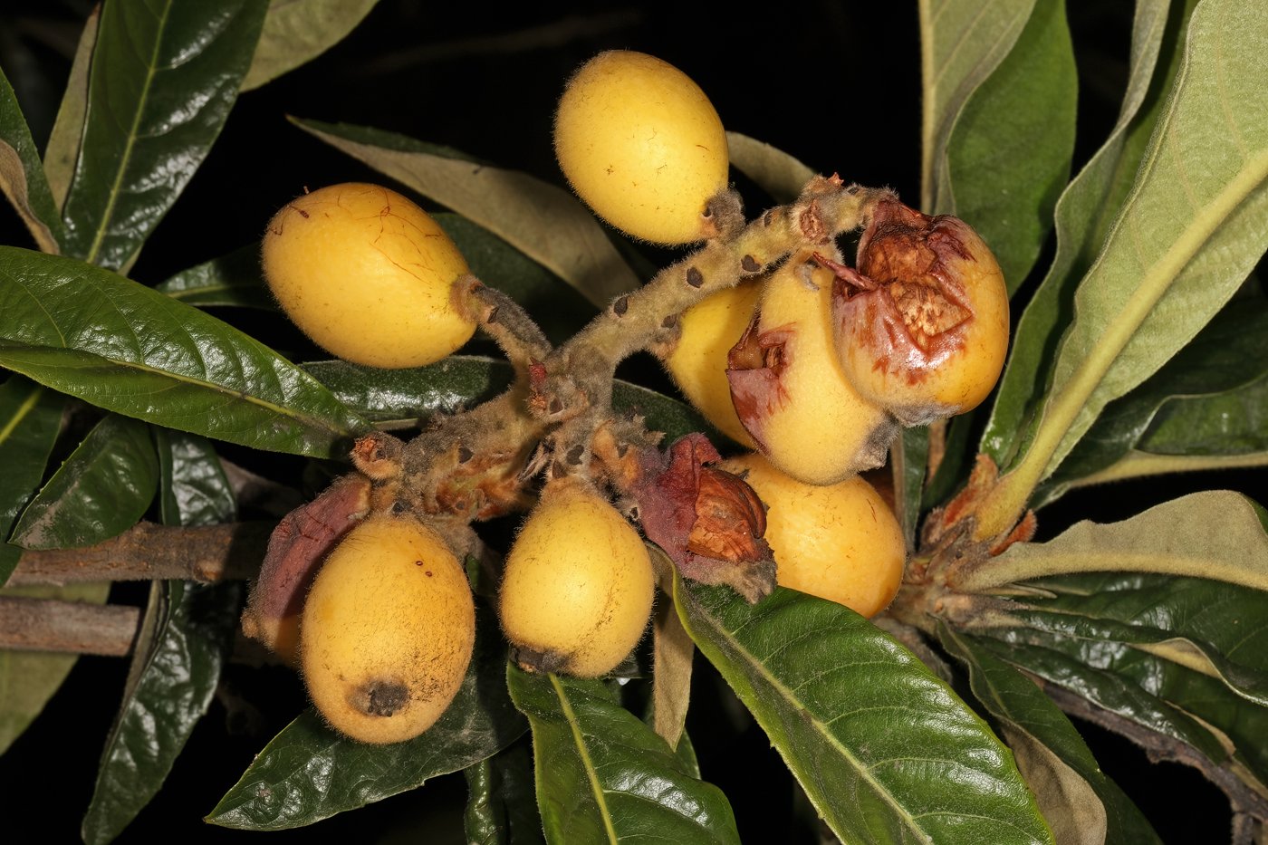 Loquat imported image