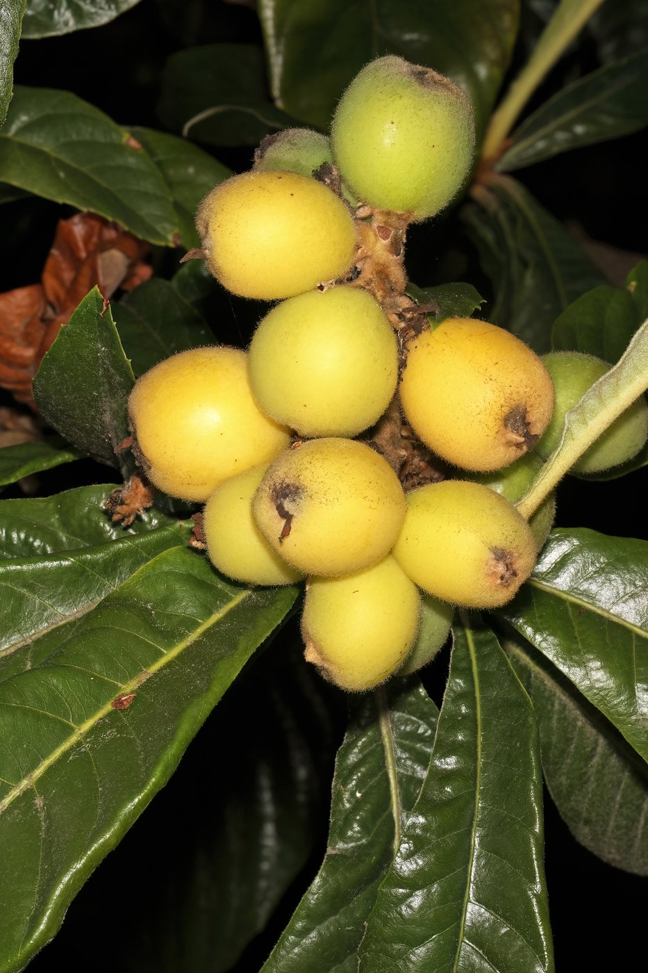 Loquat imported image