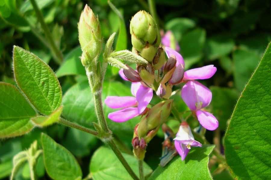 Desmodium imported image