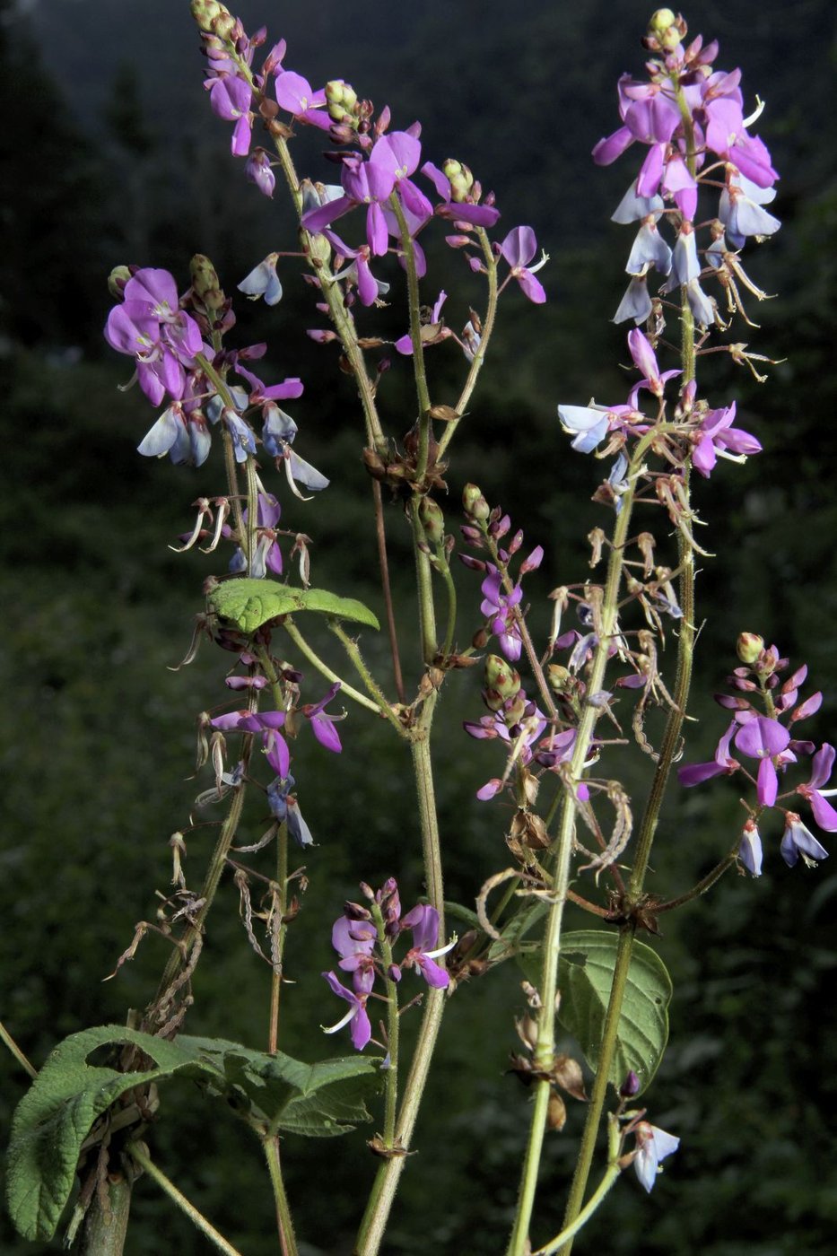 Desmodium imported image
