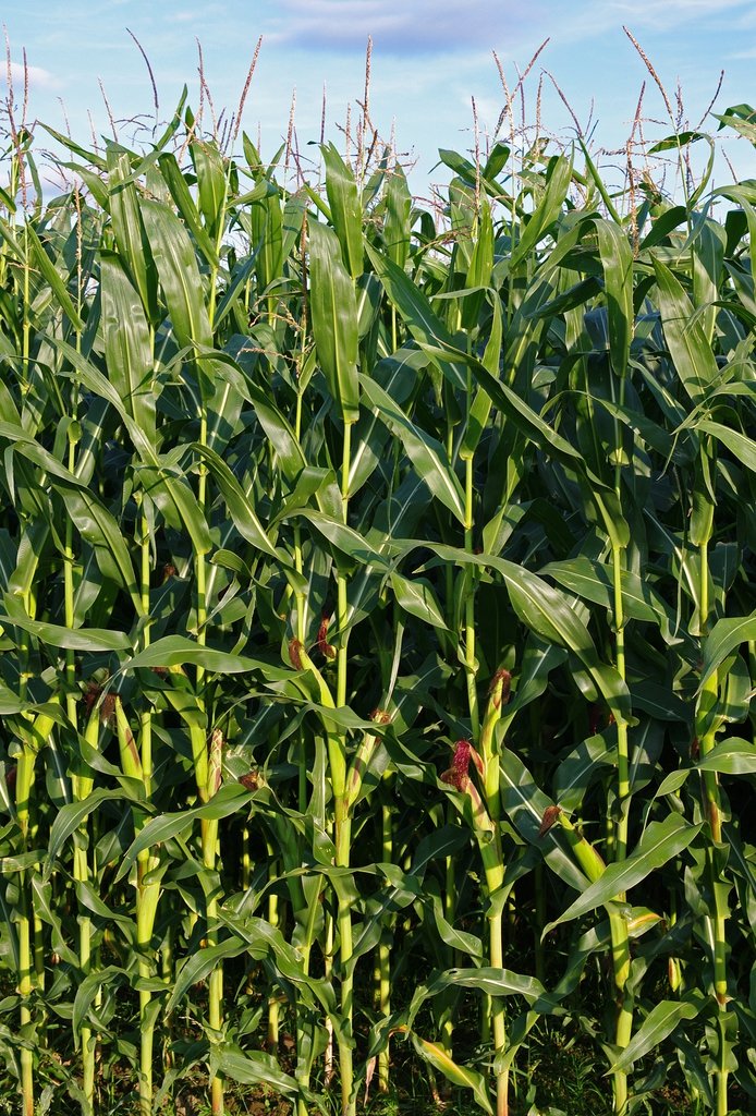 Maize imported image