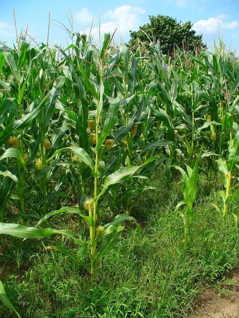 Maize imported image