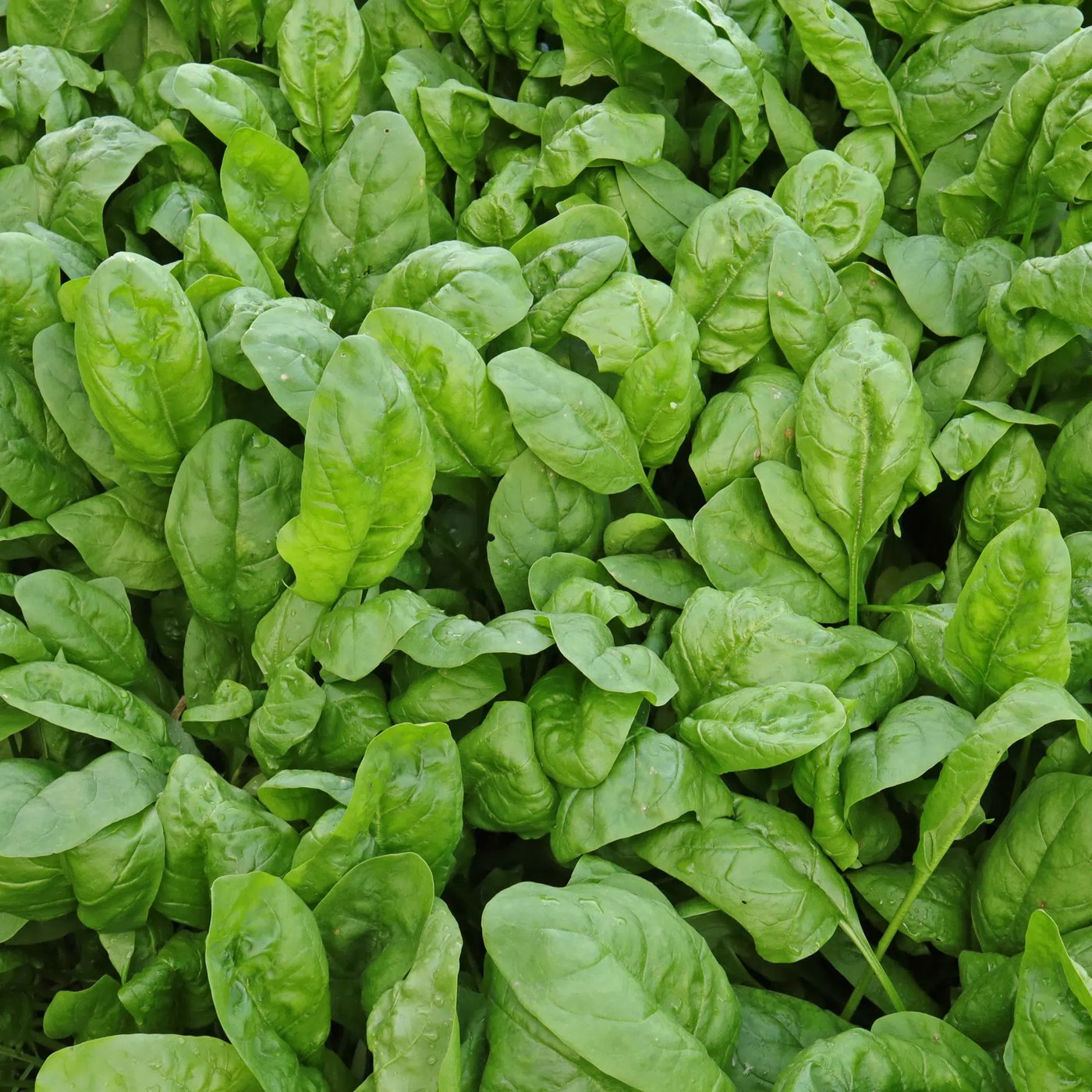 Spinach imported image