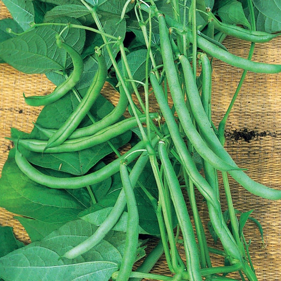 French beans imported image