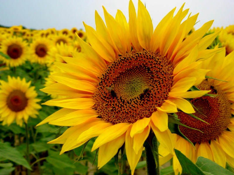 Sunflower imported image