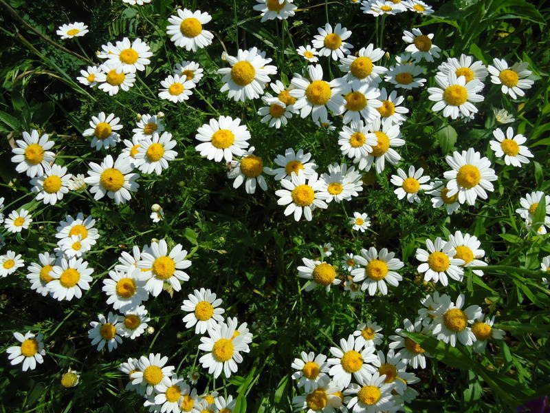 Pyrethrum imported image