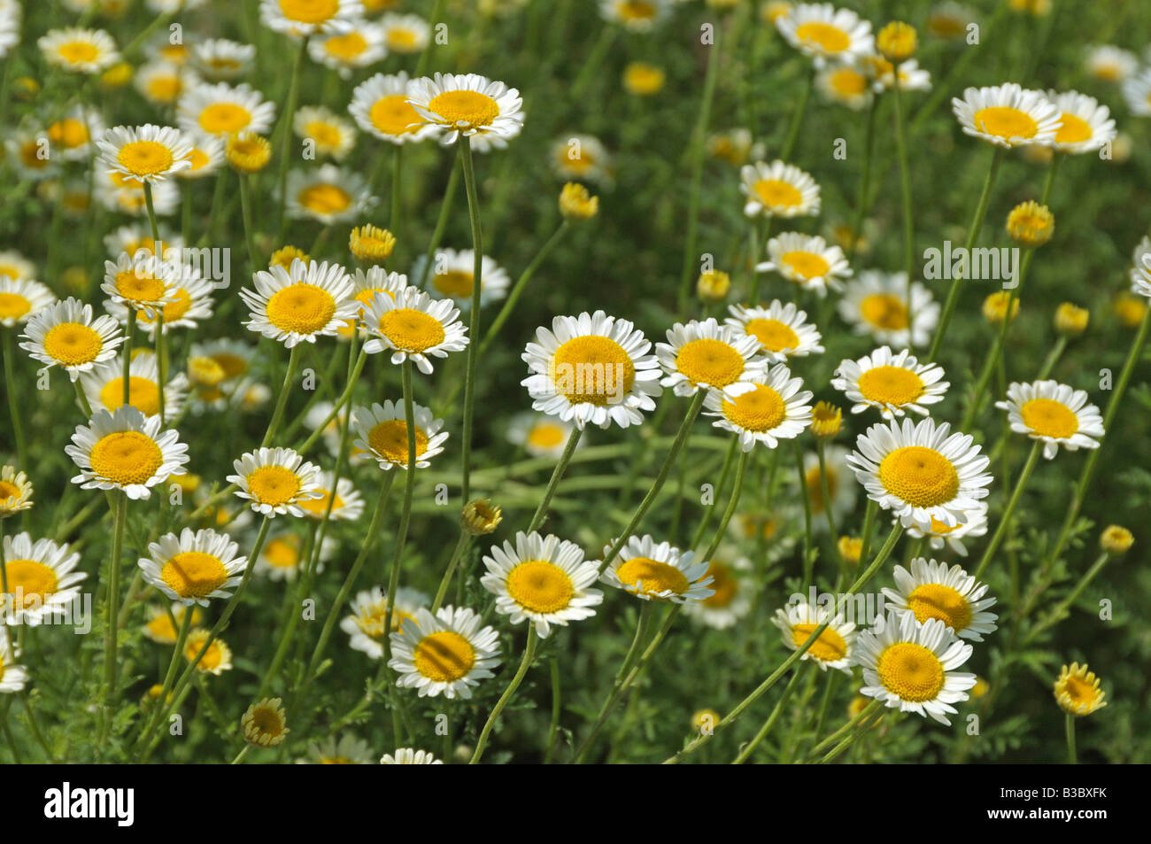 Pyrethrum imported image
