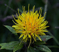Safflower