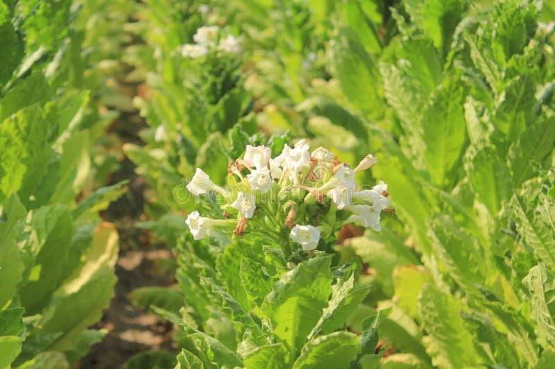 Tobacco imported image