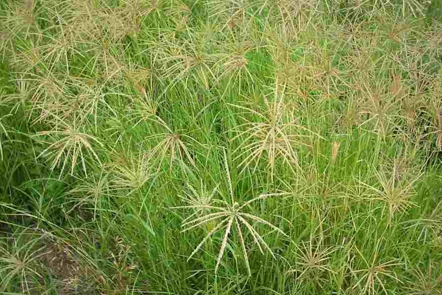 Rhodes grass imported image