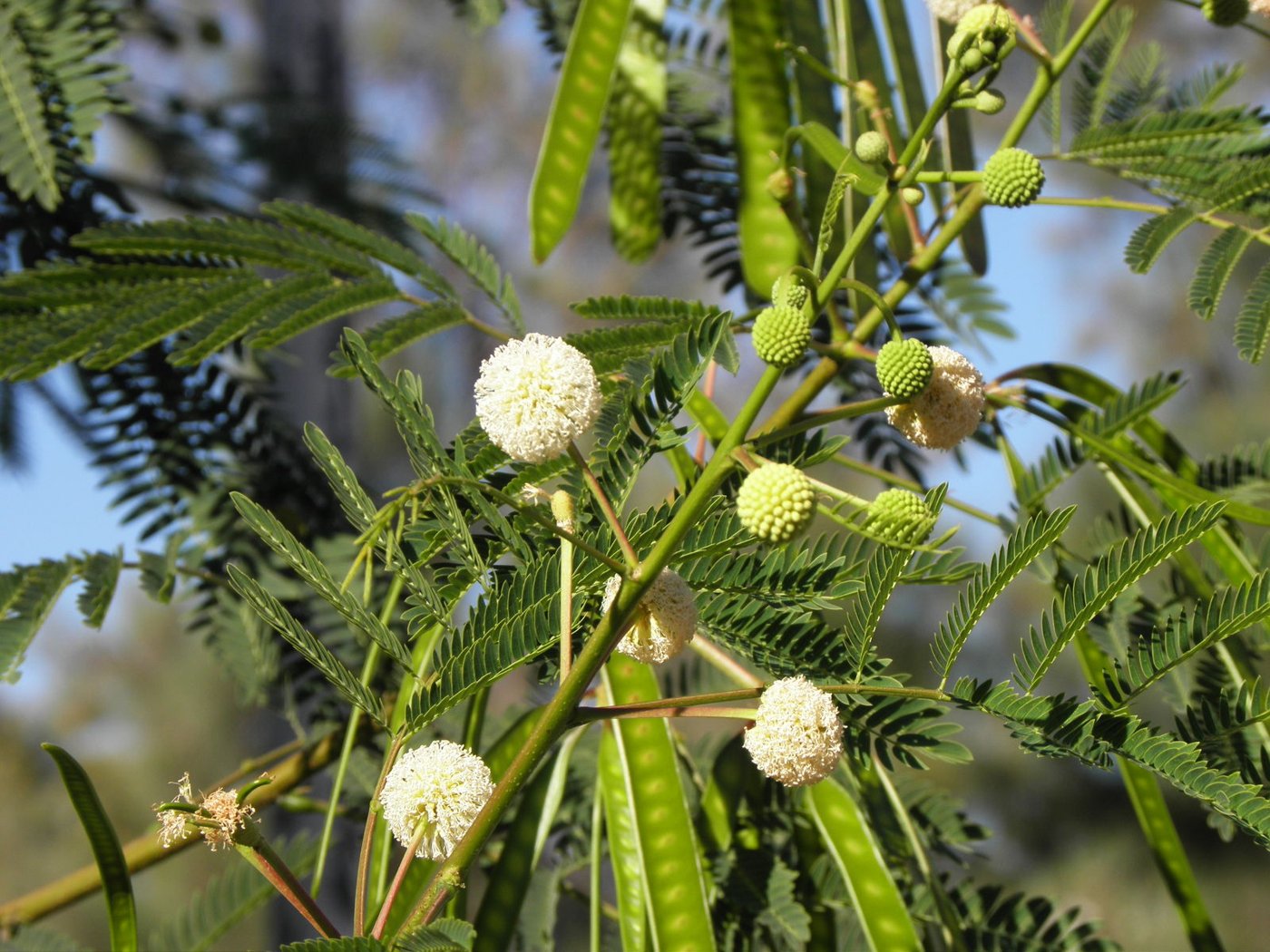 Leucaena imported image