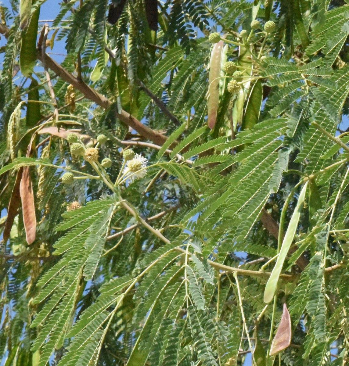 Leucaena imported image