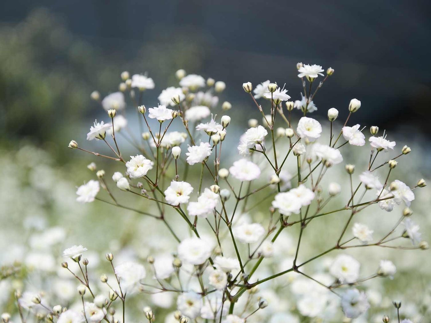 Gypsophila (baby’s breath) imported image