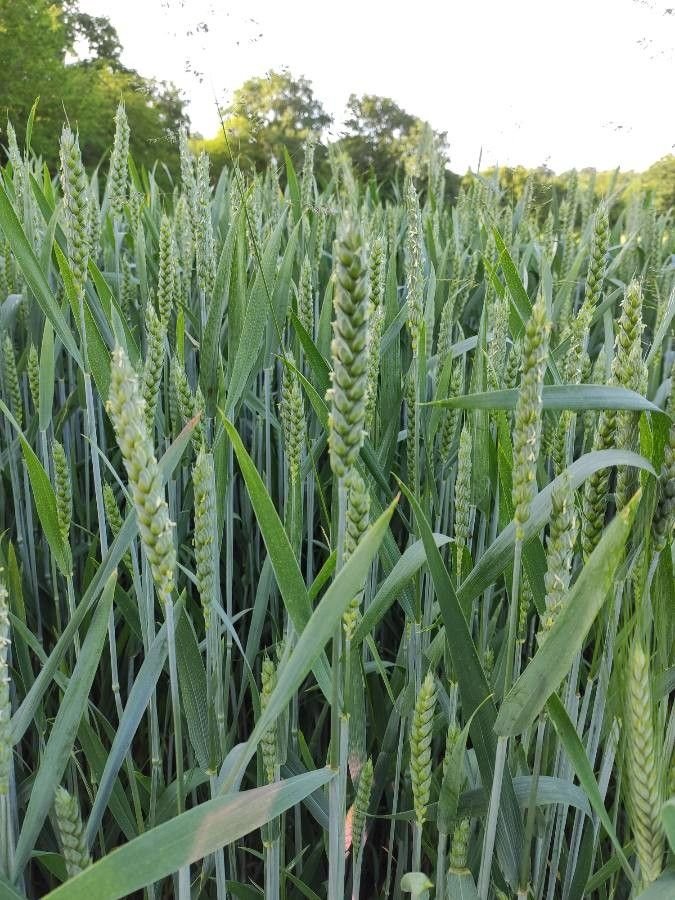 Wheat imported image