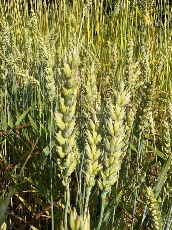 Wheat imported image