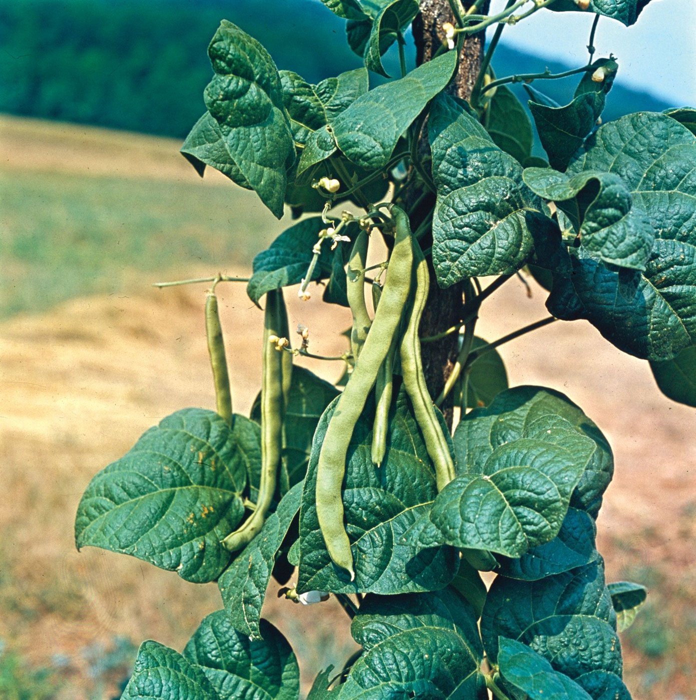 Common Bean imported image