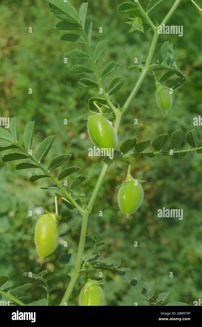 Chickpea imported image