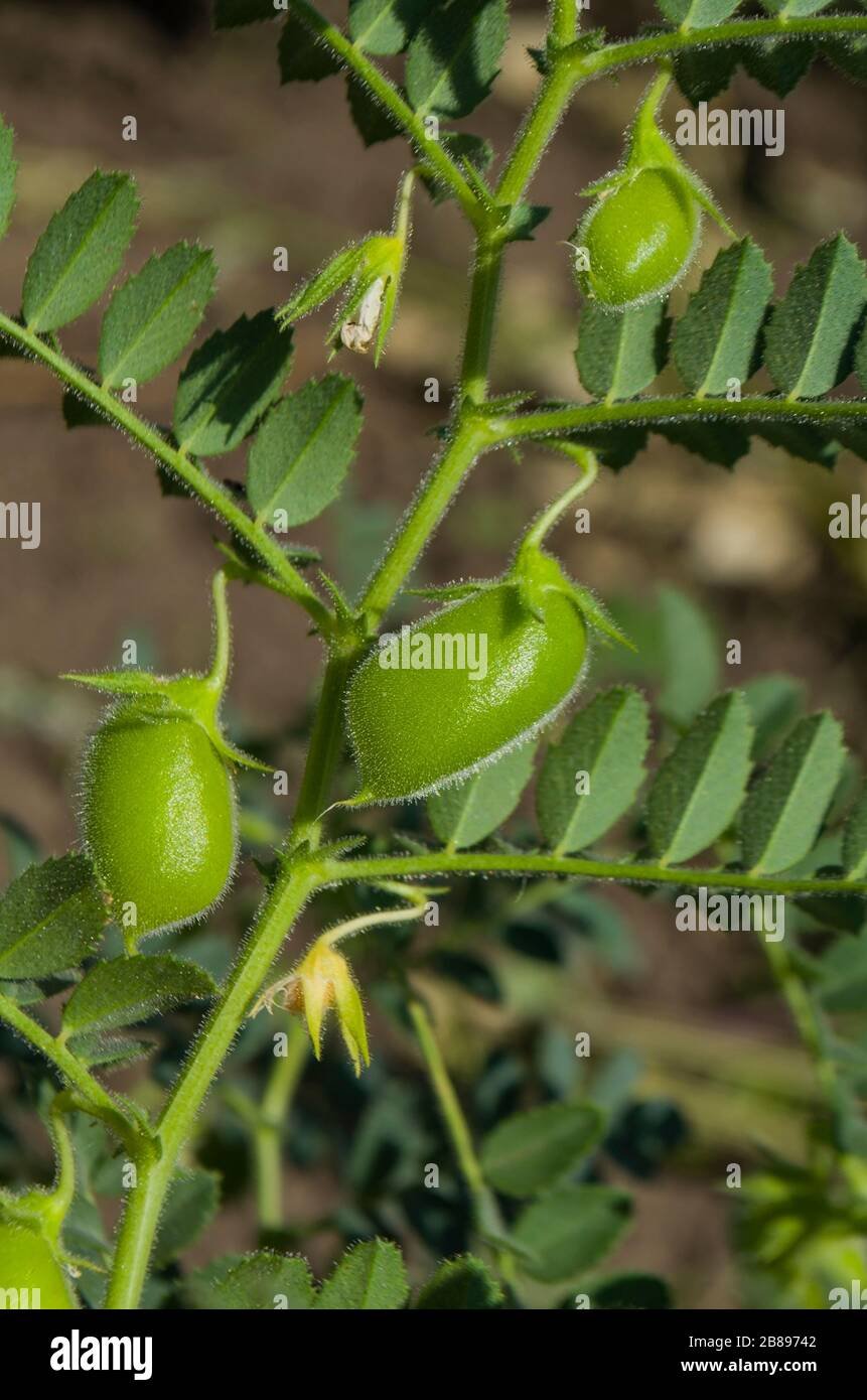 Lentil imported image