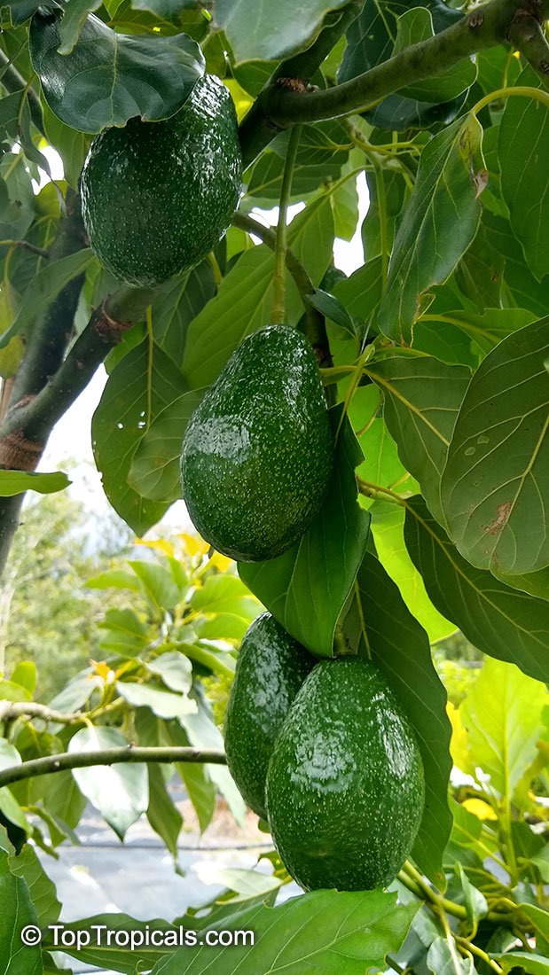 Avocado imported image