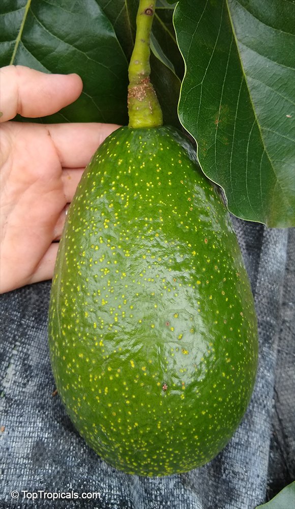 Avocado imported image